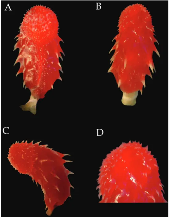 Figure 4. Right hemipenis of Imantodes chocoensis sp. n. (DHMECN 6753, paratype) in sulcal (A), asulcal  (B), and lateral (C) views D close-up of distal end showing spines interrupted by sulci