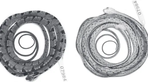 Figure 1. Holotype of Imantodes chocoensis sp. n. in dorsal (left) and ventral (right) views