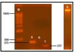 Figura corresponde6. Electroforesis de los productos de PCR utilizando cebadores F‐R (A), 1‐3 (B) y 1‐4 (C).. D:  a electroforesis del ADN genómico de Aspergillus oryzae N74. M corresponde al marcador de peso molécular de 500 a 1000pb 1Kb NEB. 