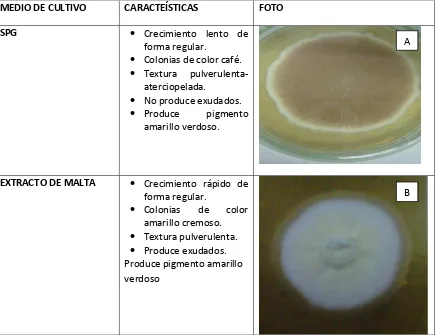 FIGURA No1. Identificación macroscópica de Aspergillus sp.  sembrada a 25ºC, en diferentes medios decultivo A. Medio SPG   B.  Medio Extracto de malta. Fuente: Elaboración propia. 