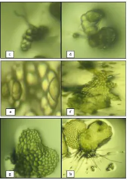 Fig. 11 Desarrollo del prótalo de Pteridaceae Pytirogramma. Espora latente y espora 