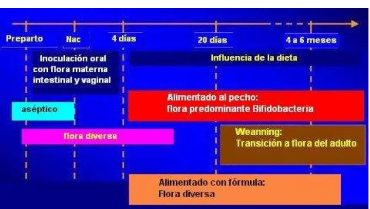 FIGURA Nº5 