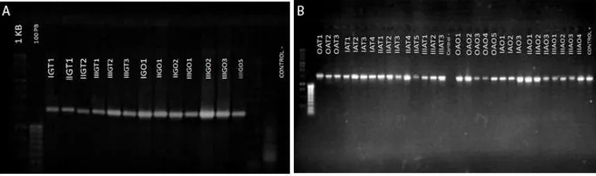 Fig. 4. Amplificación por PCR del ADNr 16S de aislamientos obtenidos a partir del enriquecimiento de muestras de suelo. A. Glaciar y B. Páramo. Fuente: Autor. 