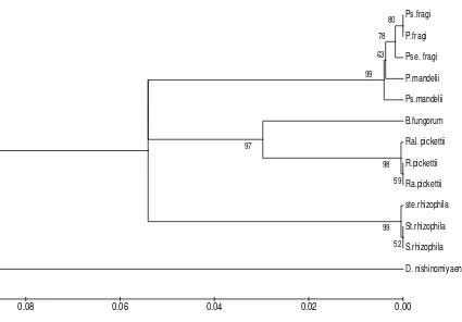 Fig. 7. Árbol de distancias basado en las secuencias del gen ADNr16S de las bacterias aisladas de un enriquecimiento microbiano de muestra de suelo de glaciar del PNN. 