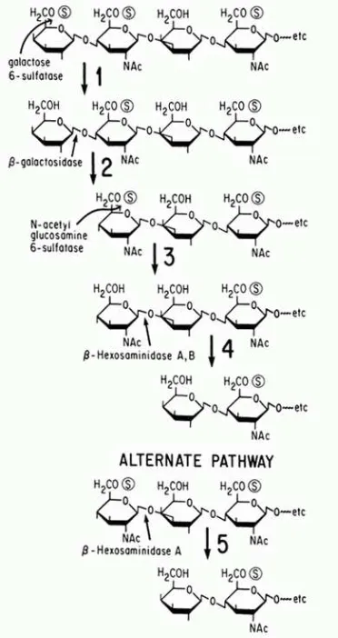 Figura 1.Catabolismo del Queratán Sulfato  