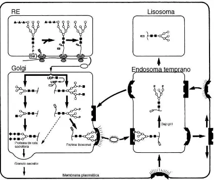 Figura 2. Esquema del procesamiento y direccionamiento de una enzima lisosomal  