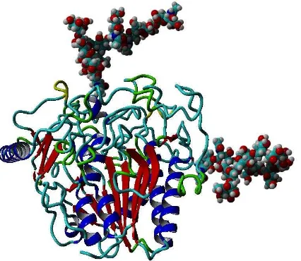 Figura 3. Estructura terciara de la enzima  GALNS. La predicción de la estructura terciara fue realizada por  empleando el servidor I-tasser (http://zhanglab.ccmb.med.umich.edu/I-TASSER/)