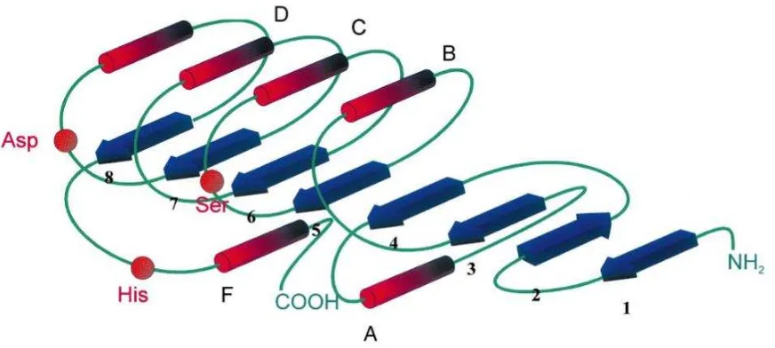 Fig. 2. Esquema general de las α hélices se muestran como cilindros rojos. Las posiciones relativas de los aminoácidos que componen la triada catalítica se indican con círculos rojos