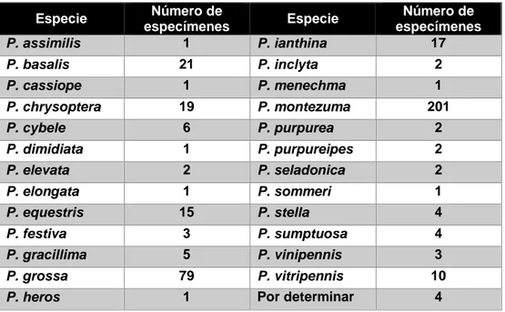 Tabla 2: Número de especímenes por especie del género Pepsis del MHN-UPN, mayo 2016 