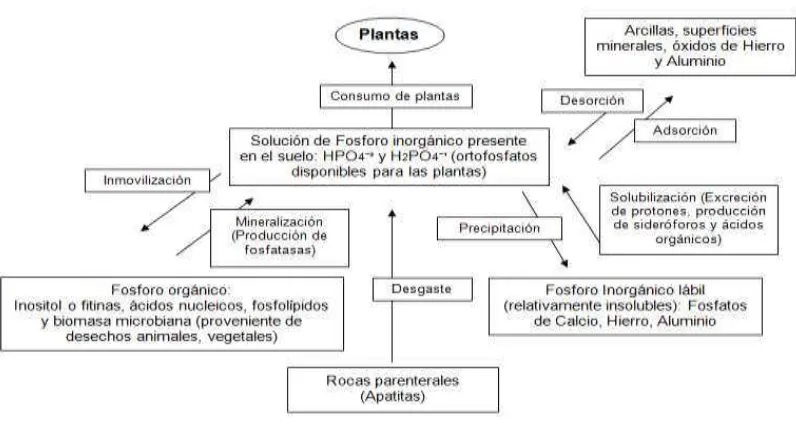 Figura 1. Mecanismos biológicos, químicos y físicos que ocurren dentro del ciclo del fósforo 