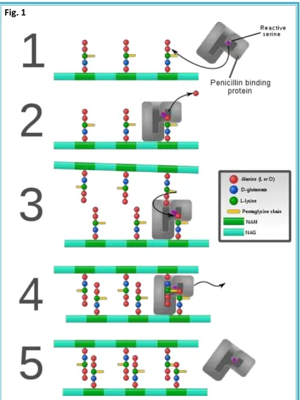 Fig. 1  