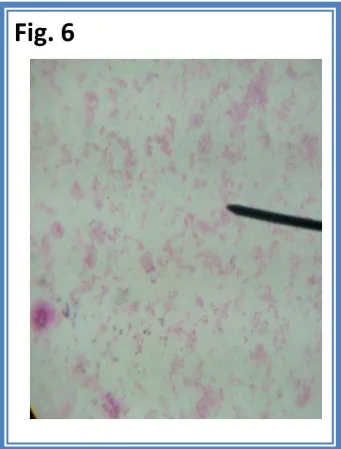 Fig. 5. Prueba de Oxidasa  