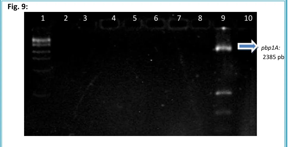 Fig. 9:  