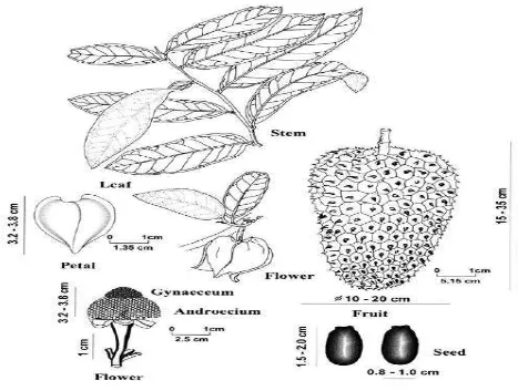 Figura 1. Partes y características de la planta Annona cherimola. Imagen  tomada de (Pinto, 2005)