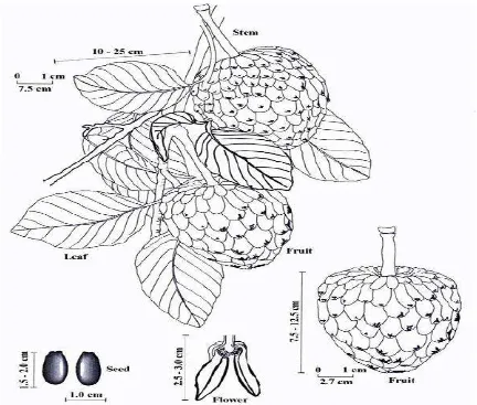 Figura 2. Partes y características de la planta Annona Cherimola. Imagen tomada de Pinto, 2005