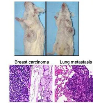 Figura 4. Mayor susceptibilidad a desarrollar cáncer de mama en ratones heterocigotos para primario y la metástasis, mientras que en el panel inferior se observan los cortes histológicos de las lesiones de cáncer de mama local y metastásica (A)al  cell 200