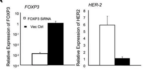 Figura 6. FOXP3 es un importante represor de HER-2. El silenciamiento de FOXP3 dio como resultado la sobre-expresión de HER-2 en células epiteliales de mama en humanos (A) (Tomado y adaptado de  Zuo T