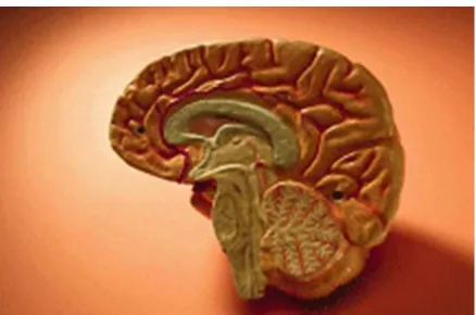 Figure 2HEM ISFERIO DERECHO 