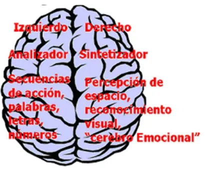 Figure 3HEM ISFERIOS CEREBRALES 