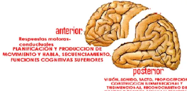 Figure 6DIVISIONES CEREBRALES 