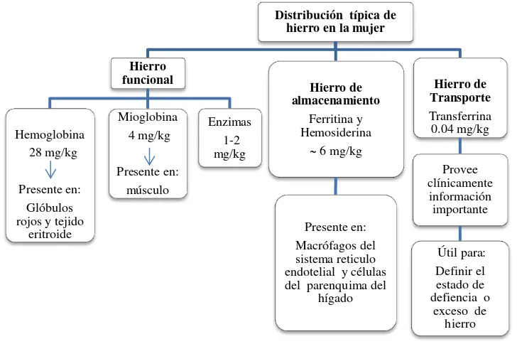 Figura N°1. Distribución típica de hierro en adultos- Cantidades  en la mujer 