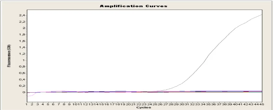 Figura 1. Amplificación del control positivo de hPL  por PCR en tiempo real, 12 muestras, 