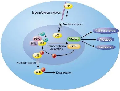 Figura 2: via p53 tomado de Regulation and function of the p53 tumor suppressor protein(19) 