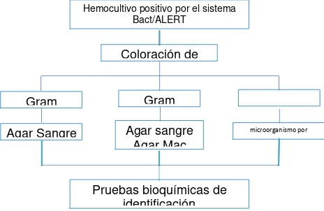 FIGURA 3 . Representación esquemática de la identificación de microorganismos por el laboratorio del HUSI  