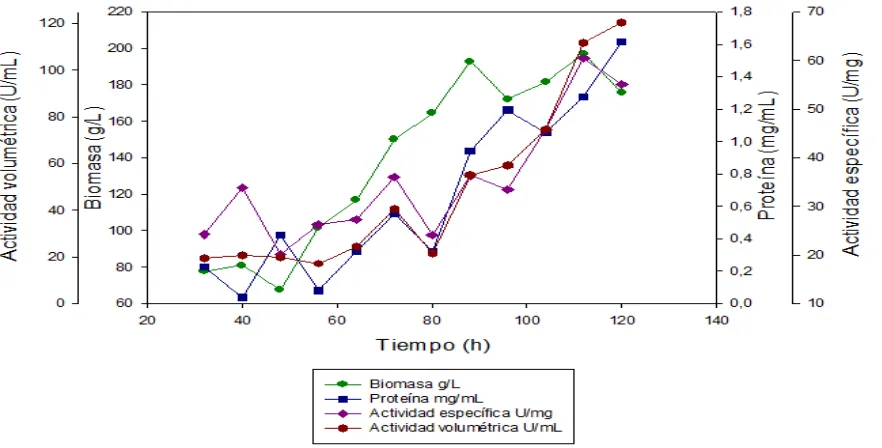 Figura 7. Seguimiento de biomasa, concentración de proteína y actividad 