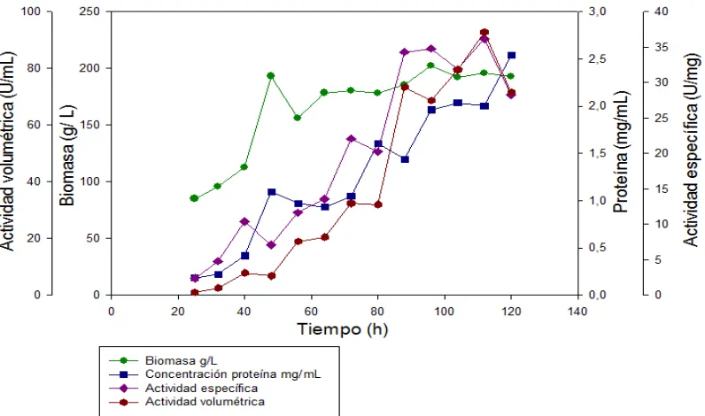 Figura 8. específica y volumétrica HexA durante la fase de inducción para el cultivo a con Seguimiento de biomasa, concentración de proteína y actividad 4% de glicerol y 0,1% de metanol 
