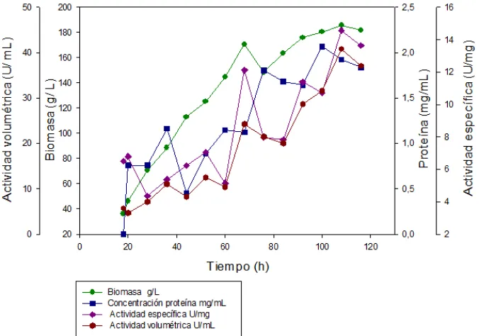 Figura 10. Seguimiento de biomasa, concentración de proteína y actividad 