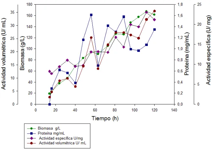Figura 12. Seguimiento de biomasa, concentración de proteína y actividad 