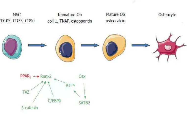 Figura 1. Factores de transcripción implicados en la diferenciación osteogénica de las CMMs