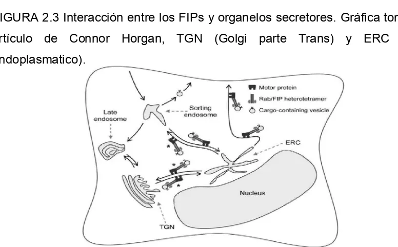 FIGURA 2.3 Interacción entre los FIPs y organelos secretores. Gráfica tomada del 