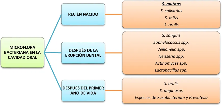 Figura 6-4 Microflora bacteriana en la cavidad oral. 
