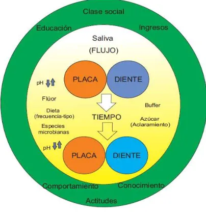 Figura 6-6 Modelo de Caries. 