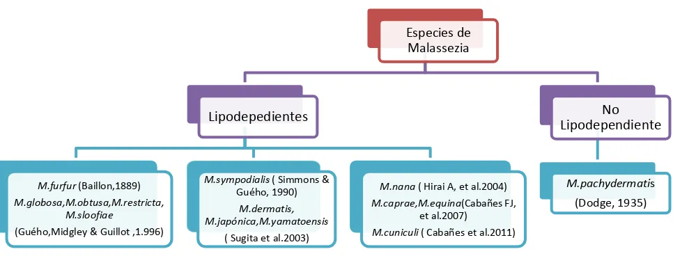 Figura 1. Clasificación de las especies del género Malassezia según el requerimiento de 