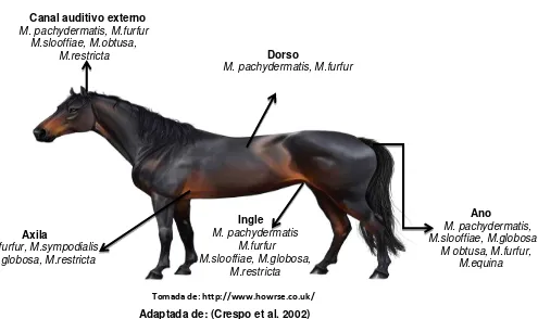 Figura 3. Distribución de las especies de Malassezia en diferentes localizaciones  de la 