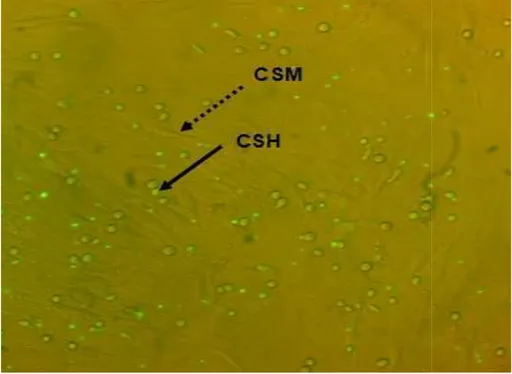 Figura 5. Co-cultivo CSM y CSH