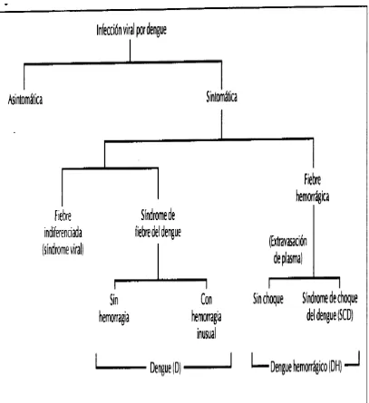 Figura 2: diferencias en cuanto a manifestaciones del síndrome del dengue. Tomado de: Organización Panamericana de la Salud, el Dengue y el Dengue Hemorrágico