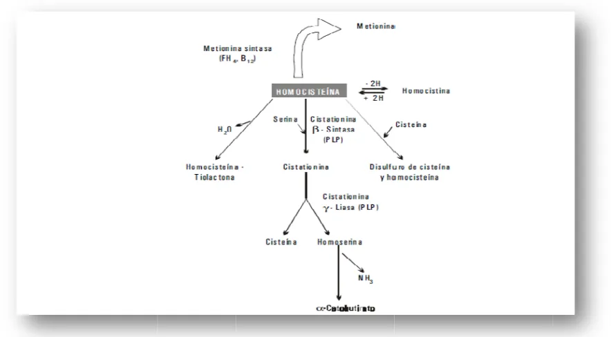 Figura 2:FF RecuFigura 3. uperación de mmetionina por laa vía de remetilación. (A. Mennéndez,col.19999)