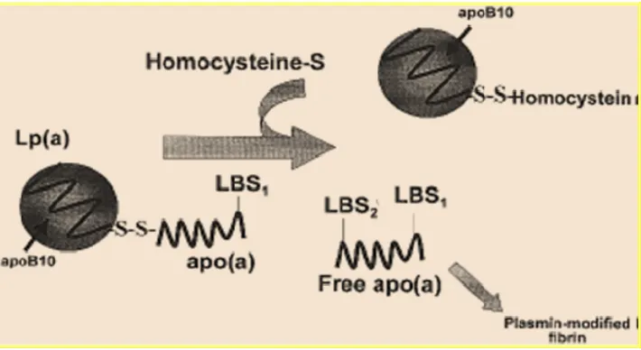 FIGURA 4: Mecanismo propuesto para la Lp (a) o la interacción de HMC. Como se ha demostrado in vitro, la tHcy puede disociar la apo (a) de Lp (a) in vivo, exponiendo así a un sitio de unión de lisina adicionales (LBS2) en apo libre (a)