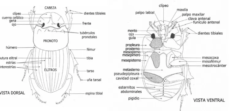 Fig. 1  Modelo generalizado de la morfología externa de escarabajo coprófago. Vista inferior y vista superior