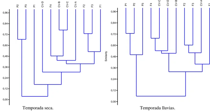 Fig. 9. Dendograma, Cluster por temporada, con base en los índices de similaridad de Bray Curtis