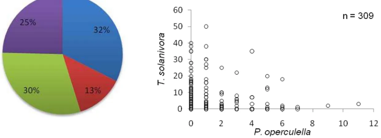 Figura 8  Porcentaje de infestación y relación entre la densidad de P. operculella y  T