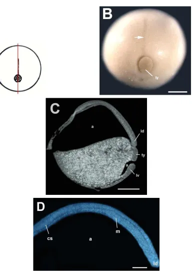 Fig. 8.  