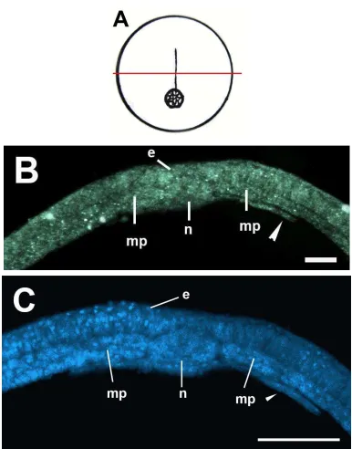 Fig. 9.  