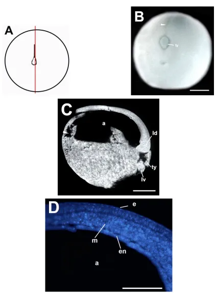 Fig. 10. 