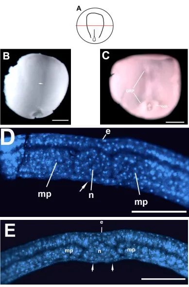 Fig. 11. 