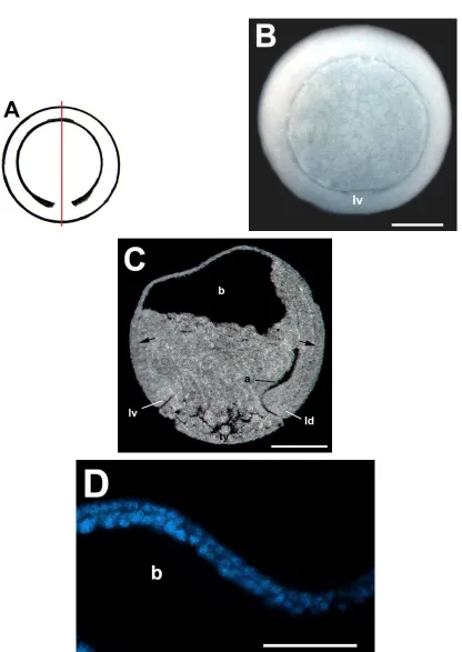 Fig. 6.  